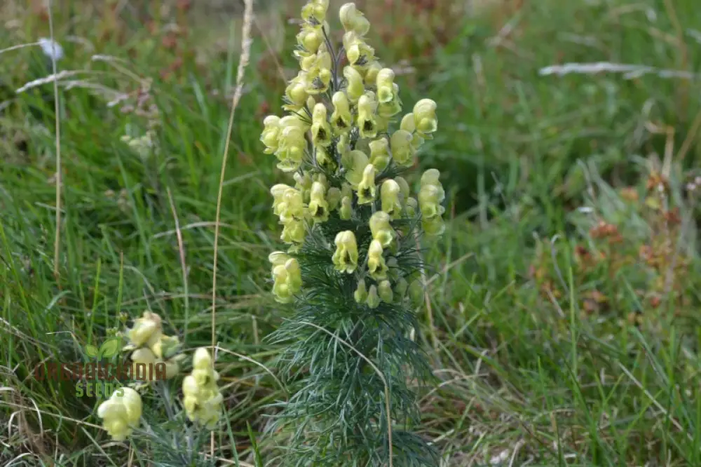 Aconitum Anthora Seeds, A Stunning Addition to Your Garden For Planting - Image 4