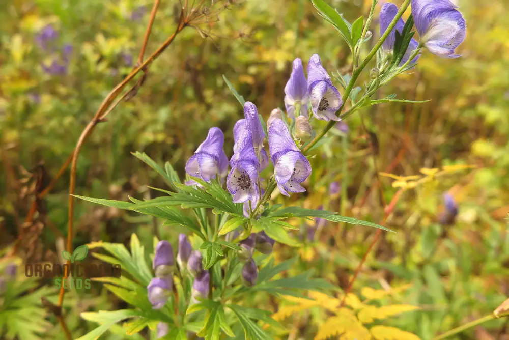 Aconitum Sachalinense Flower Seeds for Planting,Add Elegance to Your Garden For Planting