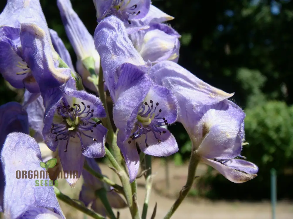 Aconitum Sachalinense Flower Seeds for Planting,Add Elegance to Your Garden For Planting - Image 3