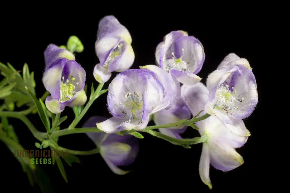 Aconitum Sachalinense Flower Seeds for Planting,Add Elegance to Your Garden For Planting - Image 4