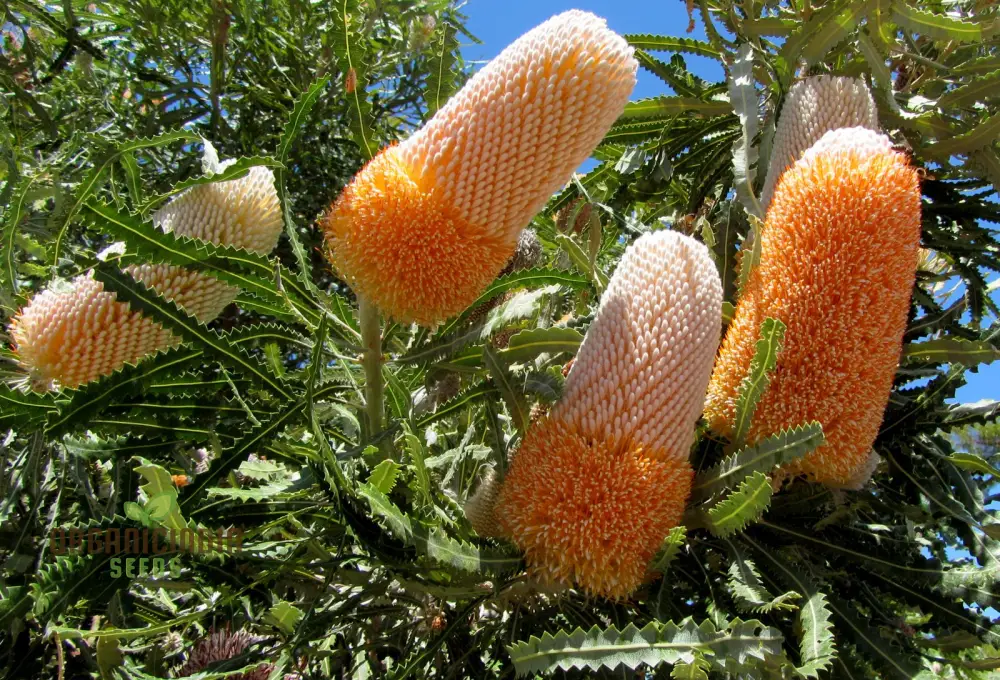 Acorn Banksia Seeds – Australian Native Wildflower Shrub
