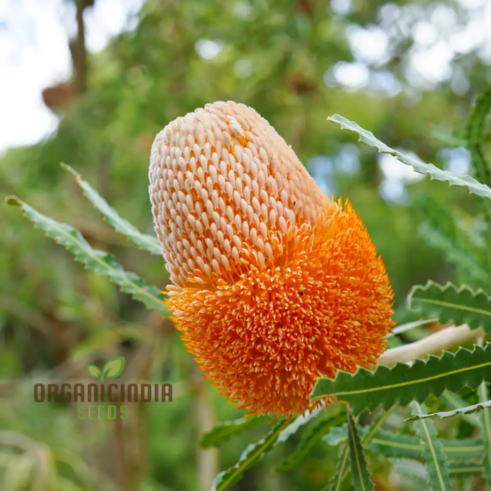 Acorn Banksia Seeds – Australian Native Wildflower Shrub - Image 3
