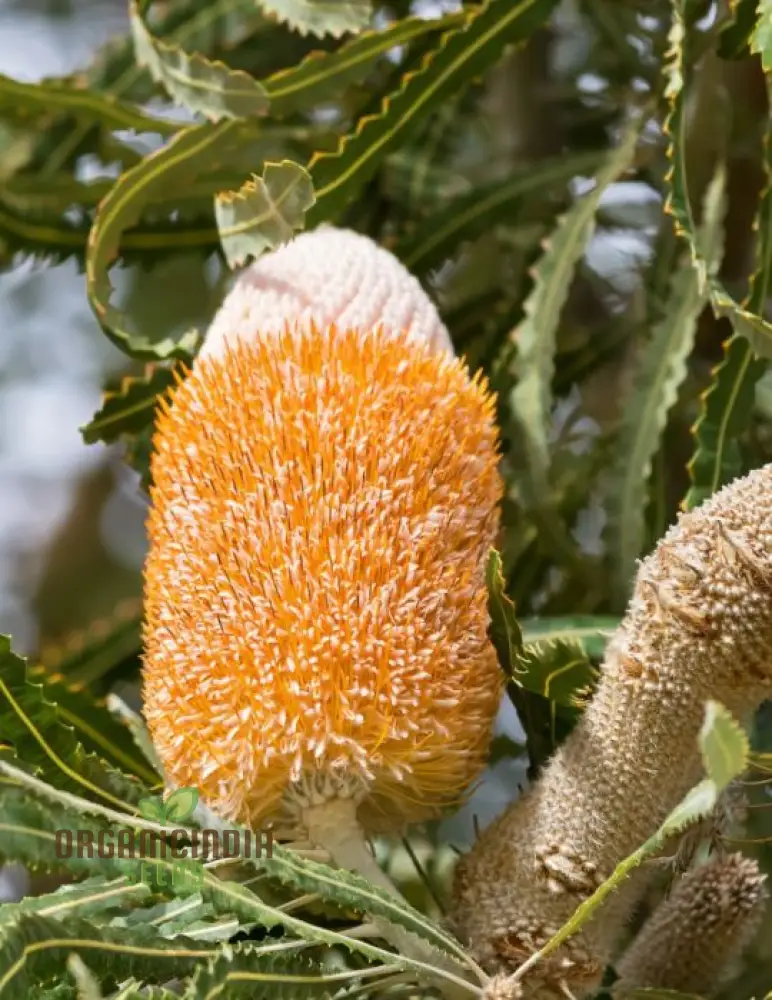 Acorn Banksia Seeds – Australian Native Wildflower Shrub - Image 4