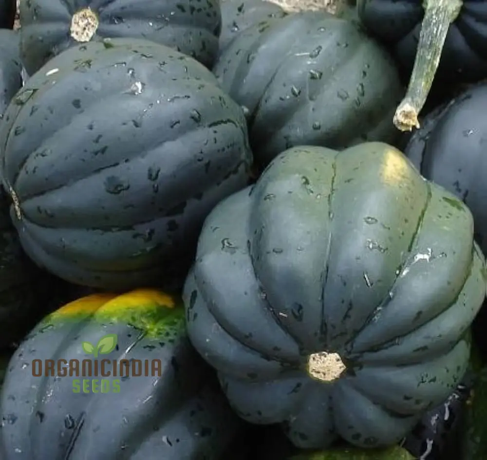 Acorn Table Queen for Gardening Enthusiasts | High-Quality Seeds for Thriving Gardens and Bountiful Harvests