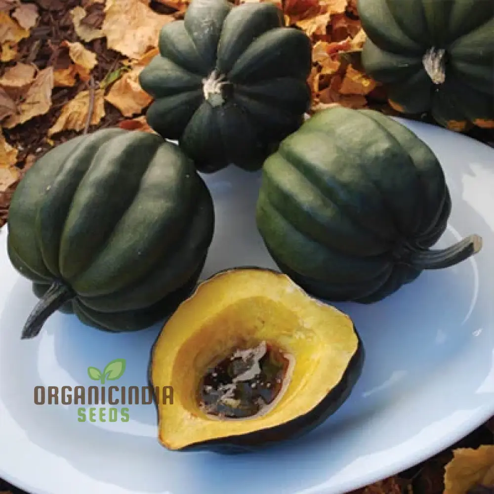 Acorn Table Queen for Gardening Enthusiasts | High-Quality Seeds for Thriving Gardens and Bountiful Harvests - Image 3