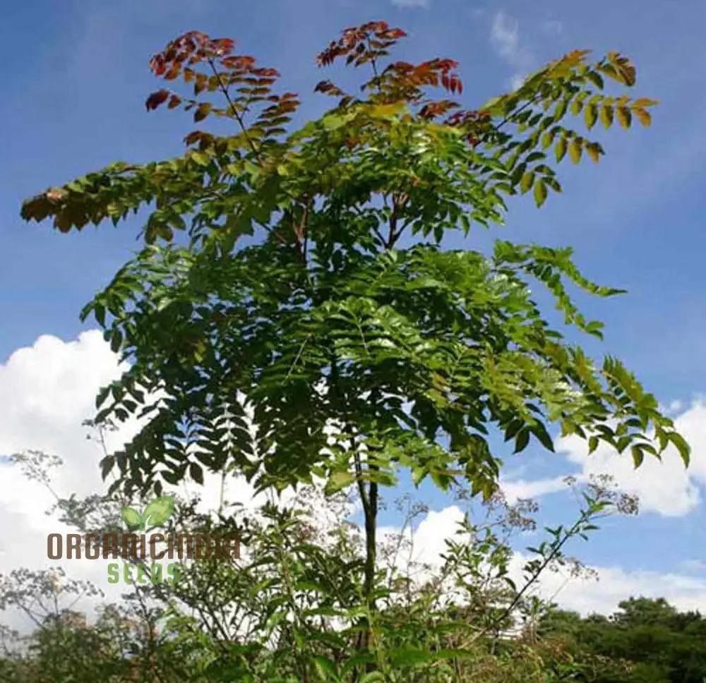 Acrocarpus Fraxinifolius, Transform Your Garden with Exotic Beauty - Image 2