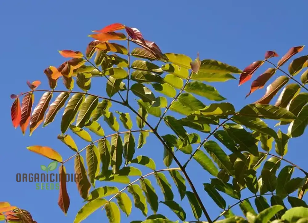 Acrocarpus Fraxinifolius, Transform Your Garden with Exotic Beauty - Image 3