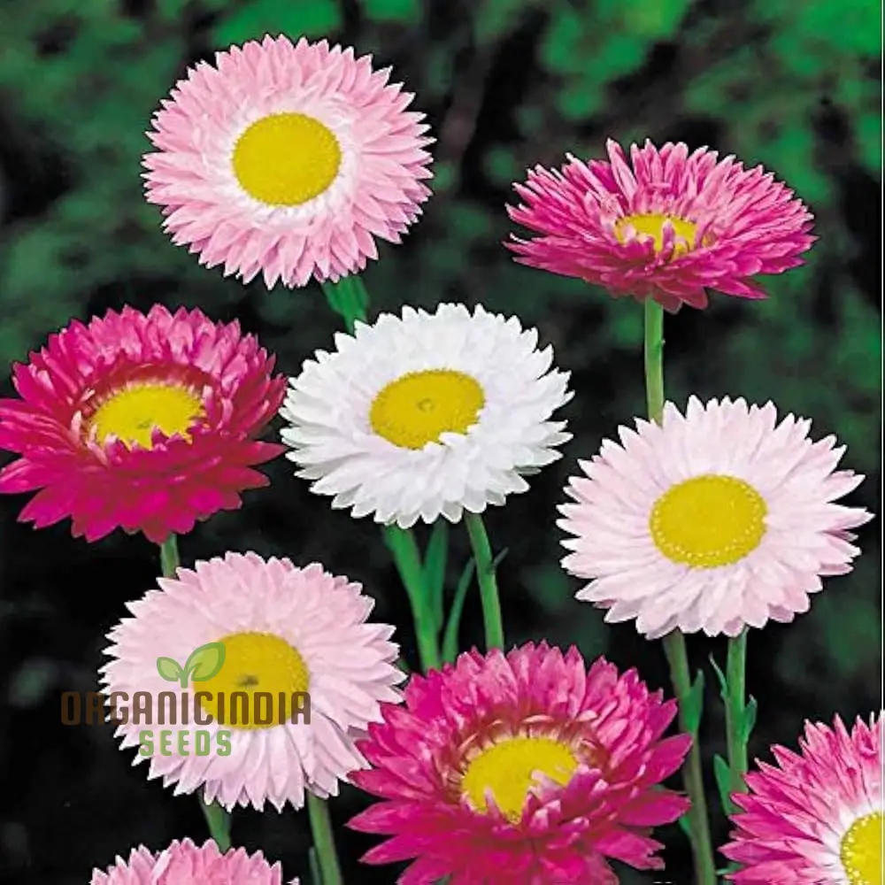 Acroclinium Mix Open Pollination Seeds - Ideal for Planting, Extensive Seed Variety for Your Garden