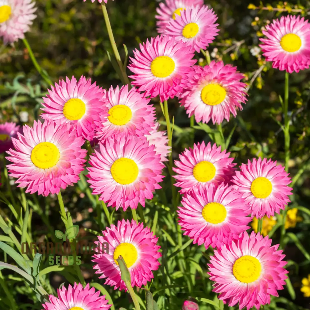 Acroclinium Mix Open Pollination Seeds - Ideal for Planting, Extensive Seed Variety for Your Garden - Image 3