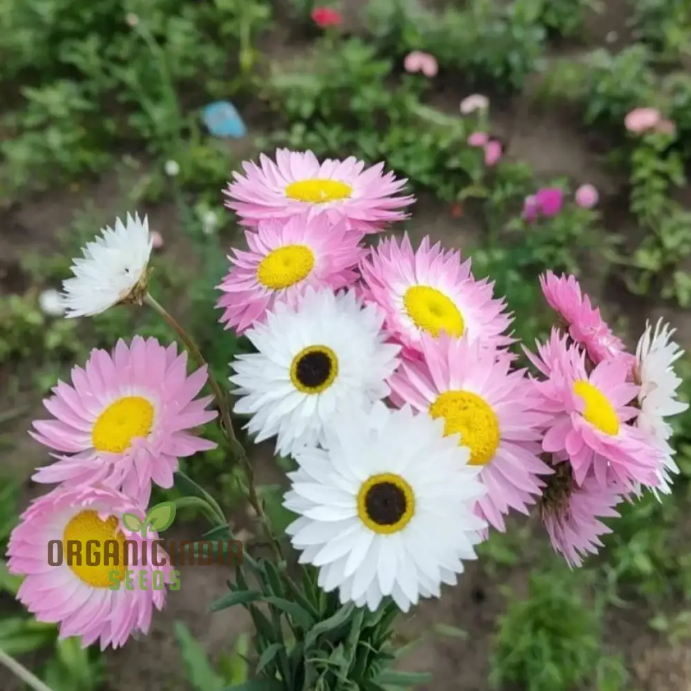 Acroclinium Mix Open Pollination Seeds - Ideal for Planting, Extensive Seed Variety for Your Garden - Image 4