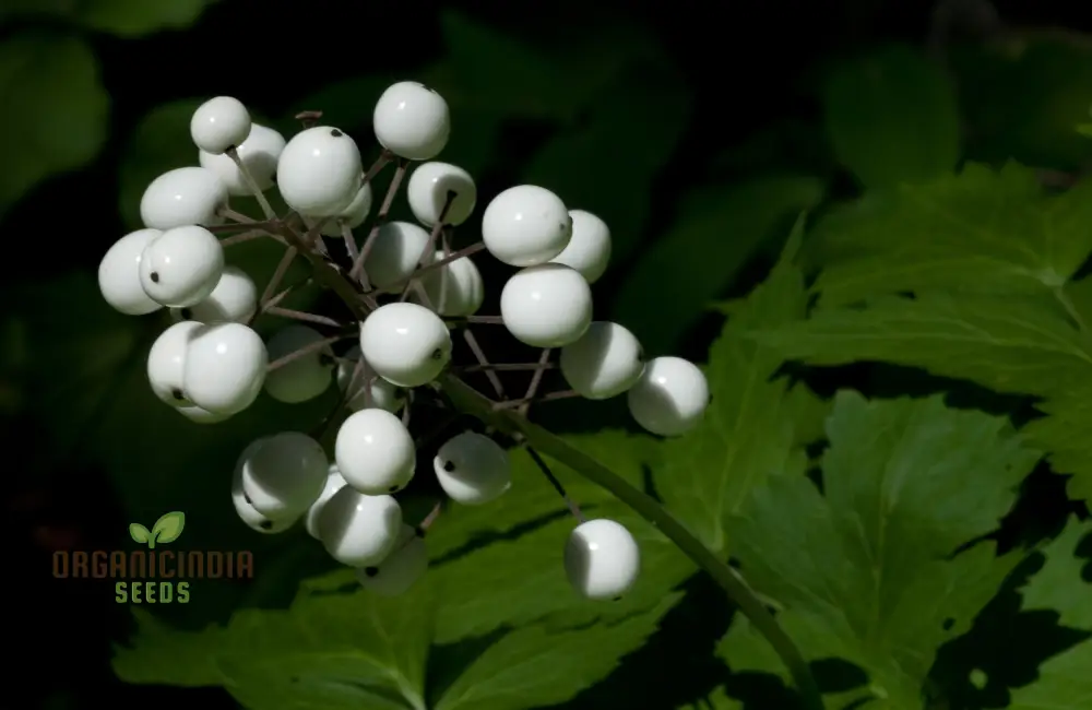 Actaea Rubra F. Neglecta Seeds, Bring Vibrant Shades to Your Garden