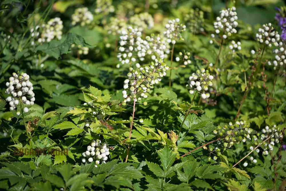 Actaea Rubra F. Neglecta Seeds, Bring Vibrant Shades to Your Garden - Image 2
