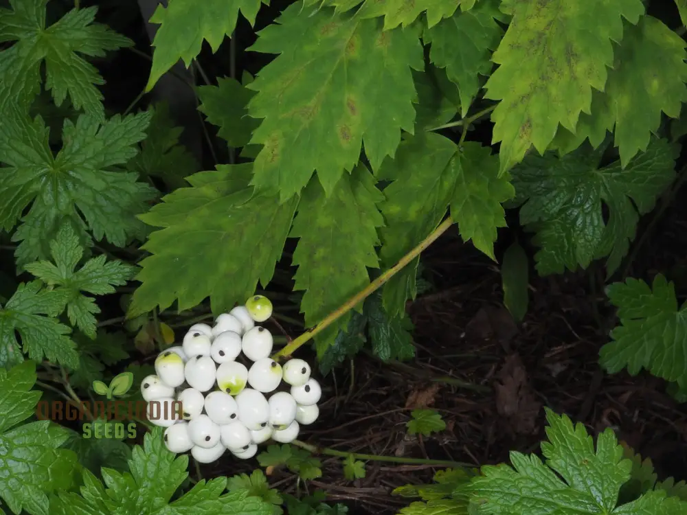Actaea Rubra F. Neglecta Seeds, Bring Vibrant Shades to Your Garden - Image 3