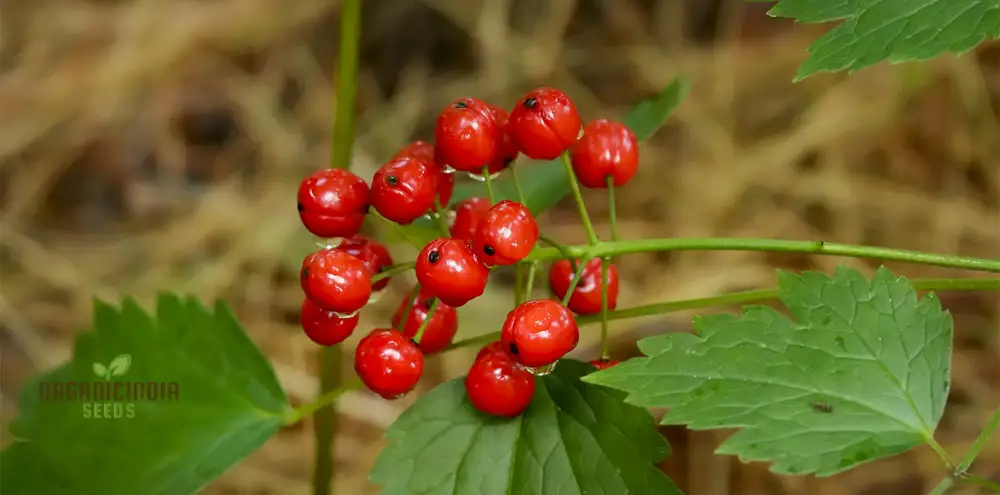 Actaea Rubra Seeds – Red Baneberry, Shade-Loving Woodland Beauty