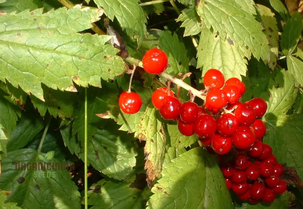 Actaea Rubra Seeds – Red Baneberry, Shade-Loving Woodland Beauty - Image 3