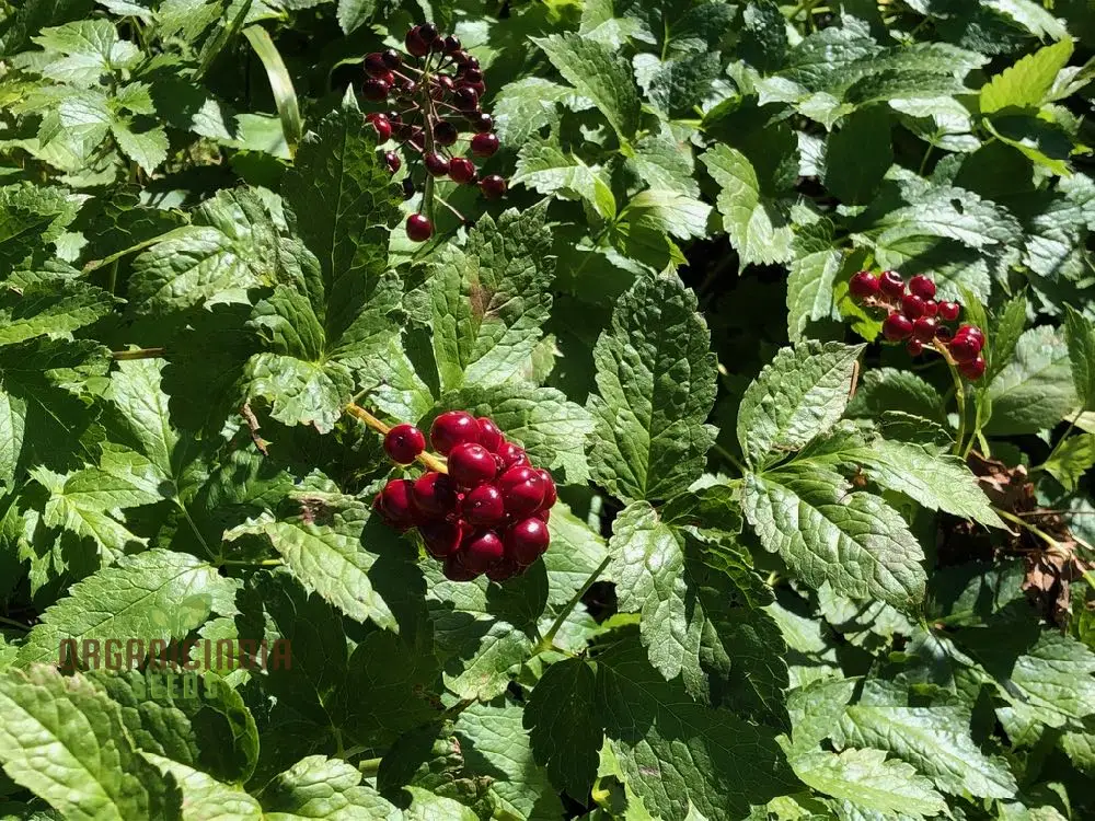 Actaea Rubra Seeds – Red Baneberry, Shade-Loving Woodland Beauty - Image 4