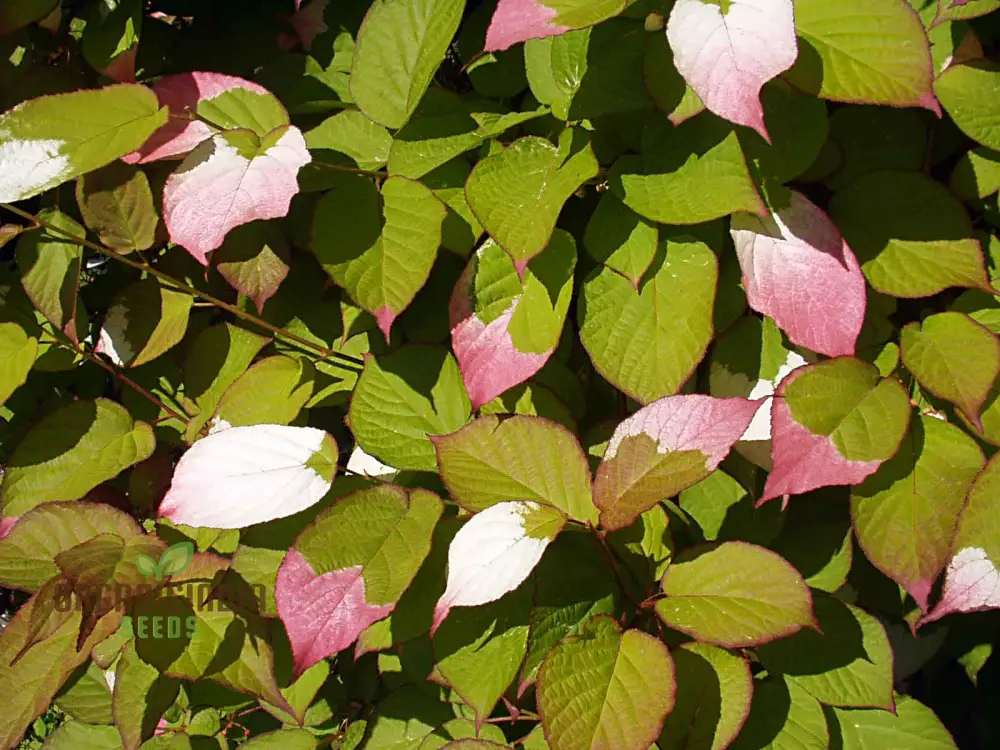 Actinidia Kolomikta Seeds For Planting, Ornamental Kiwi Vine for Your Garden - Image 2