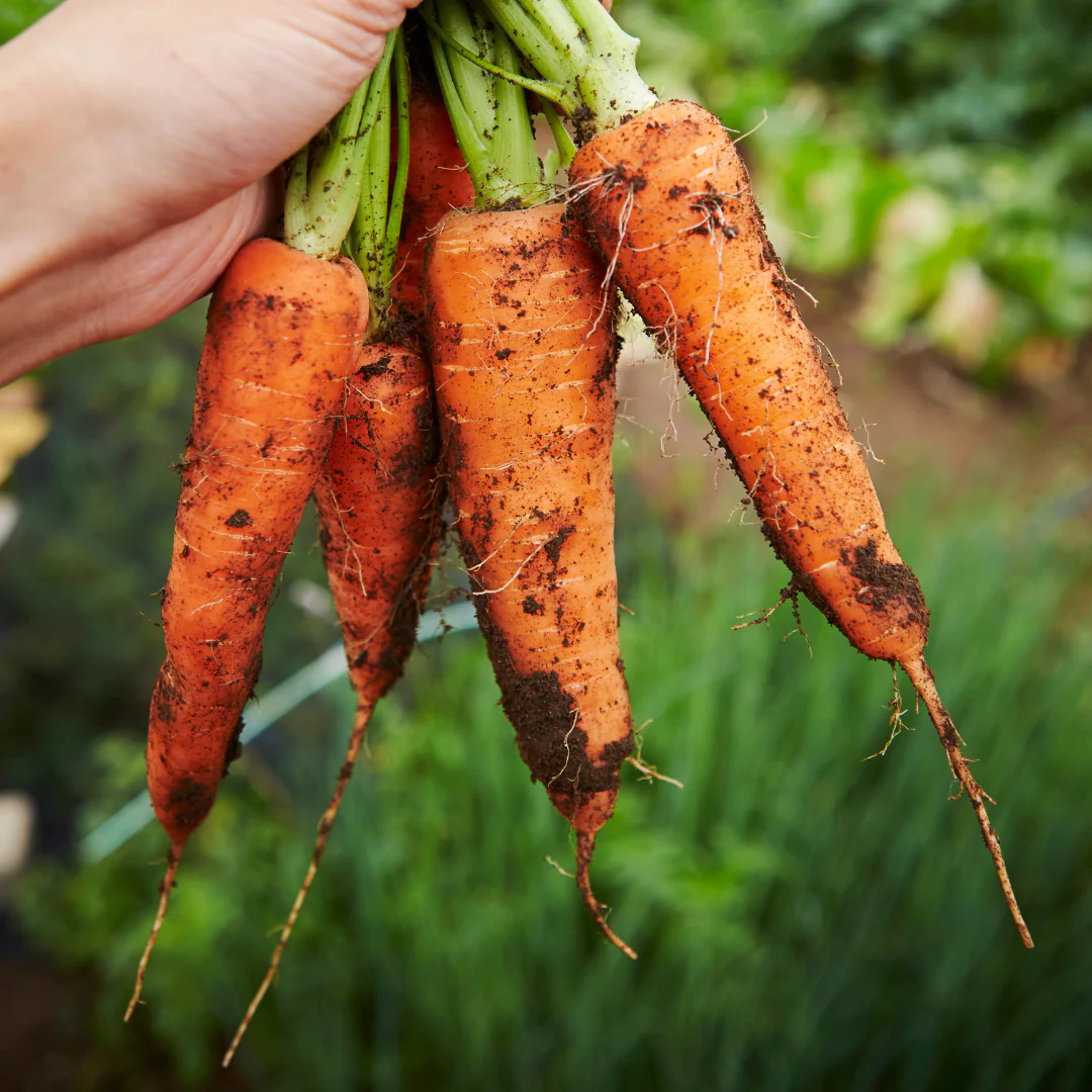 Adelaide Carrot Seeds – Early Baby Carrot Variety - Premium Quality for Home Gardening - Image 2