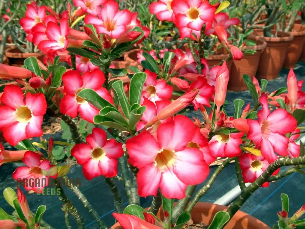 Adenium Imported Flower Seeds for Gardening Enthusiasts | Perfect for Lengthy Blooming Seasons