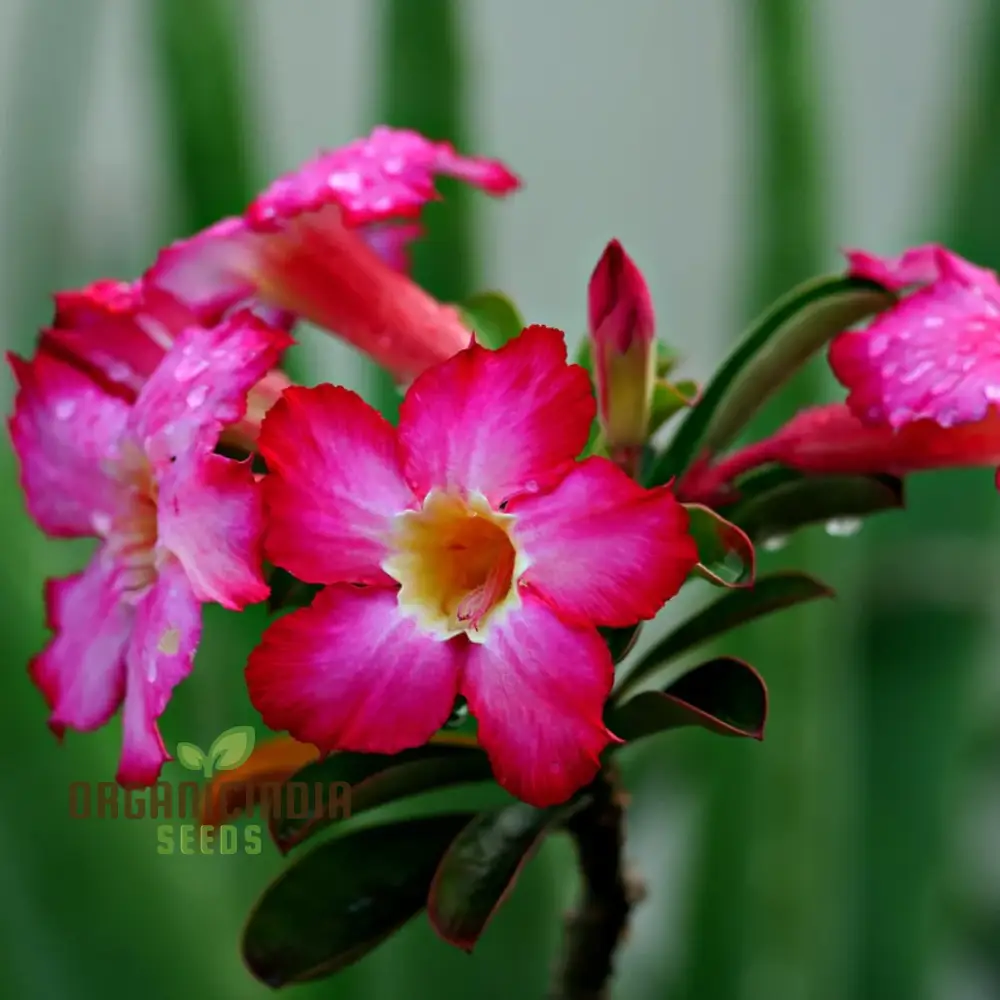 Adenium Imported Flower Seeds for Gardening Enthusiasts | Perfect for Lengthy Blooming Seasons - Image 3