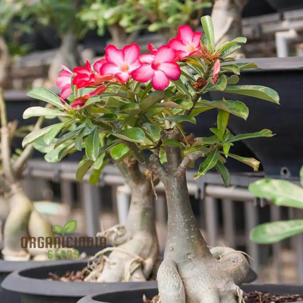 Adenium Imported Flower Seeds for Gardening Enthusiasts | Perfect for Lengthy Blooming Seasons - Image 4