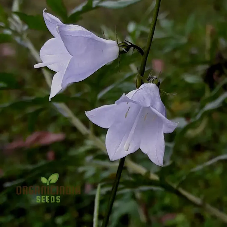 Adenophora Khasiana Seeds for Planting, Enhance Your Garden with Exquisite Floral Beauty