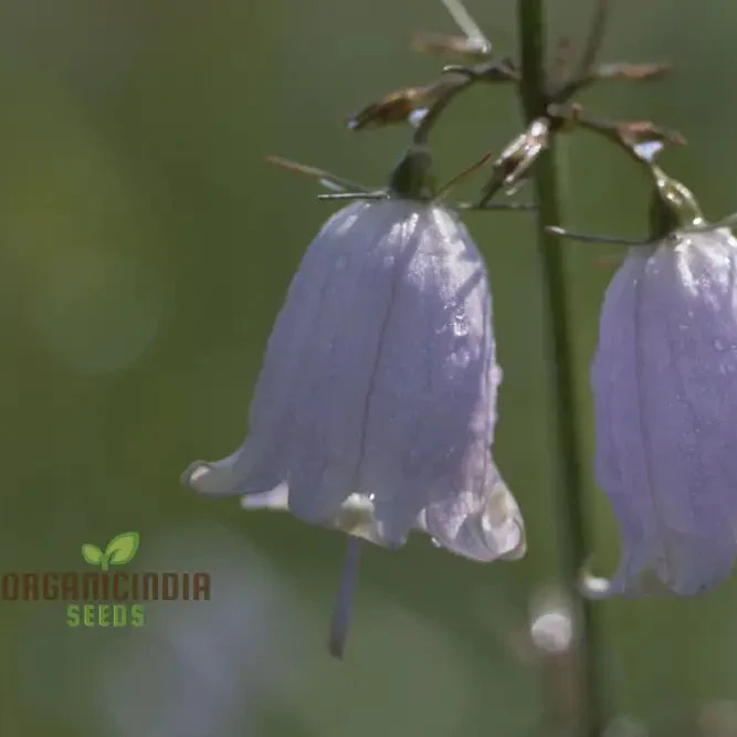Adenophora Khasiana Seeds for Planting, Enhance Your Garden with Exquisite Floral Beauty - Image 3