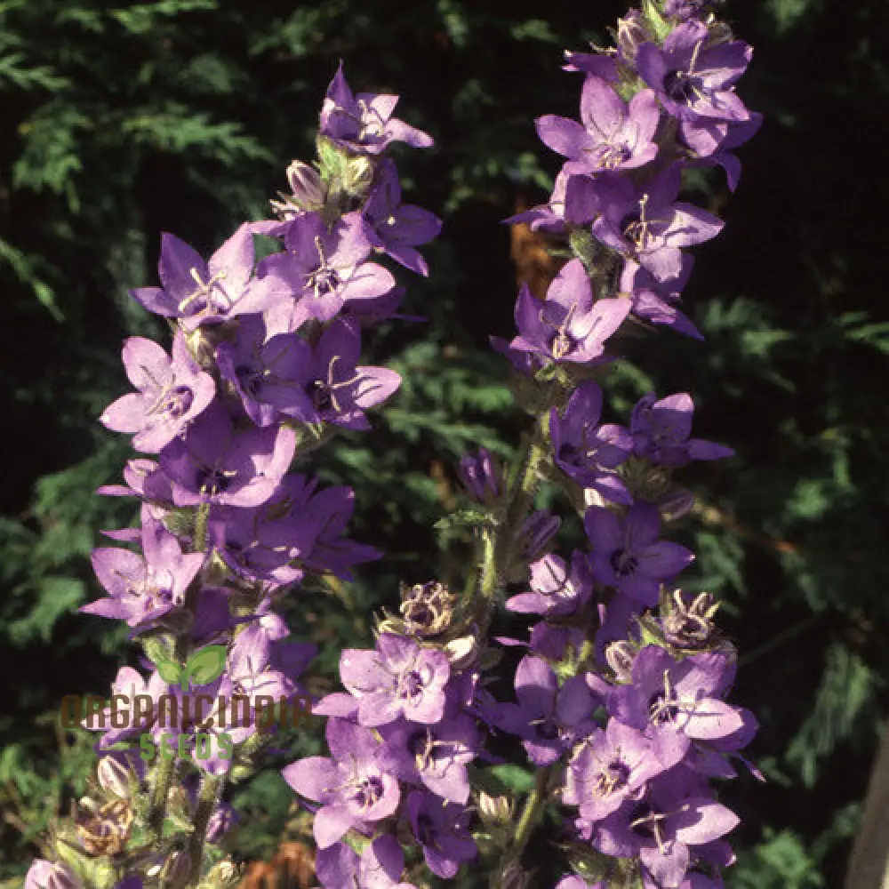 Adenophora Khasiana Seeds for Planting, Enhance Your Garden with Exquisite Floral Beauty - Image 4