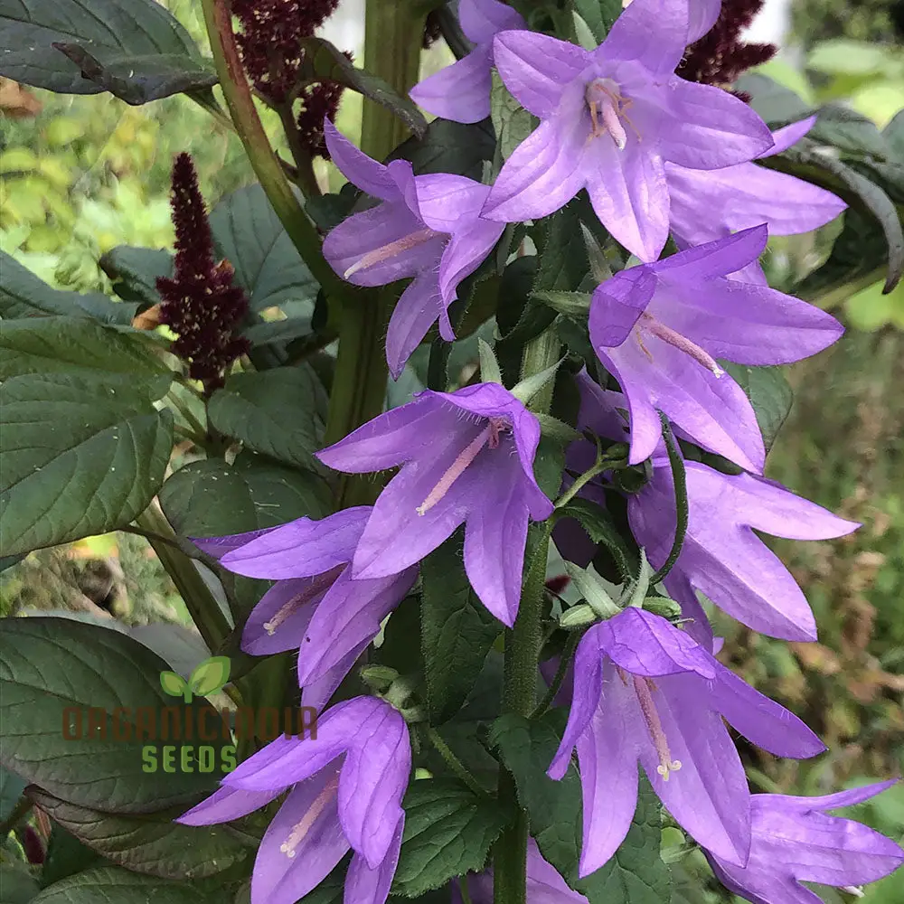 Adenophora Liliifolia Seeds For Planting, Add Elegance to Your Garden with these Beautiful Flower Seeds