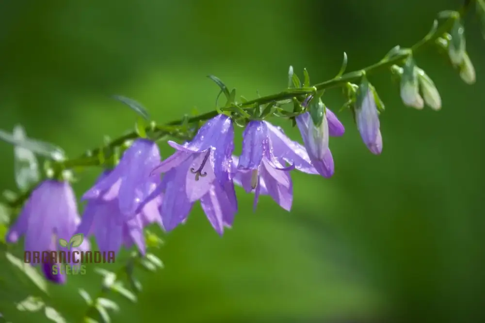 Adenophora Liliifolia Seeds For Planting, Add Elegance to Your Garden with these Beautiful Flower Seeds - Image 3