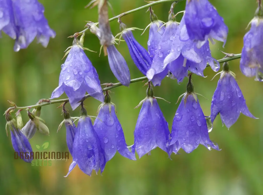 Adenophora Liliifolia Seeds For Planting, Add Elegance to Your Garden with these Beautiful Flower Seeds - Image 4
