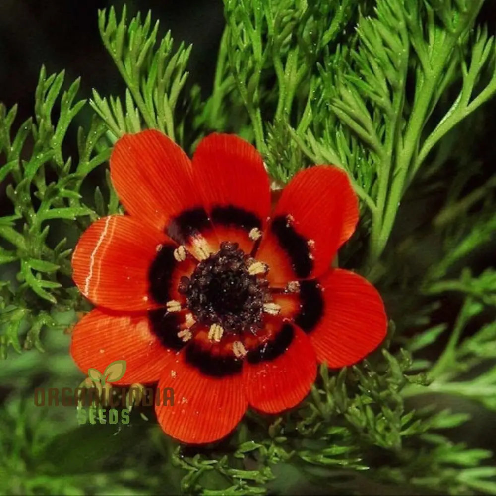 Adonis Aestivalis Seeds, Summer Pheasant's-Eye Beauty for Your Garden