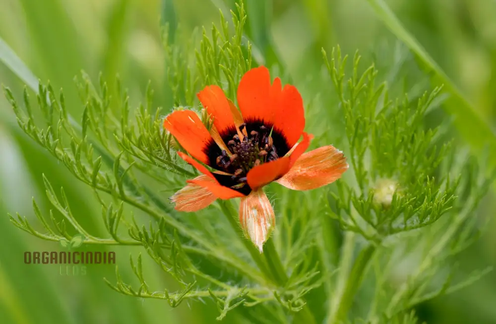 Adonis Aestivalis Seeds, Summer Pheasant's-Eye Beauty for Your Garden - Image 3