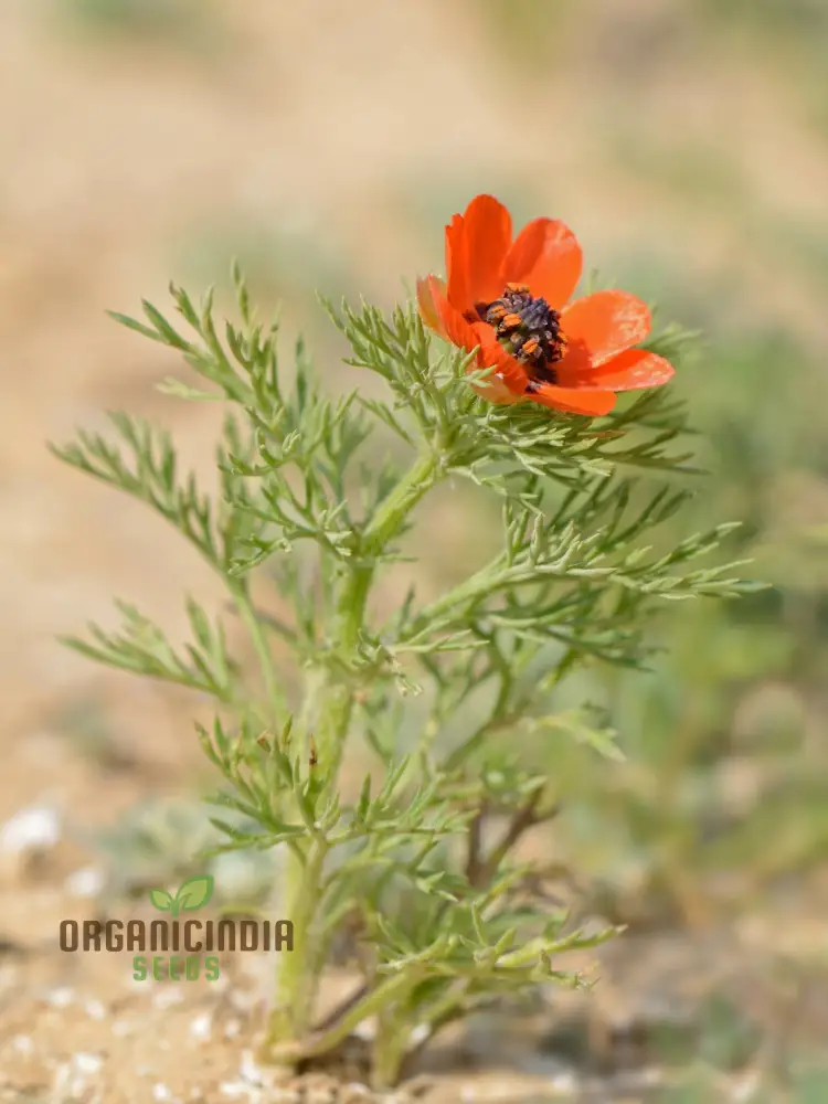 Adonis Aestivalis Seeds, Summer Pheasant's-Eye Beauty for Your Garden - Image 4