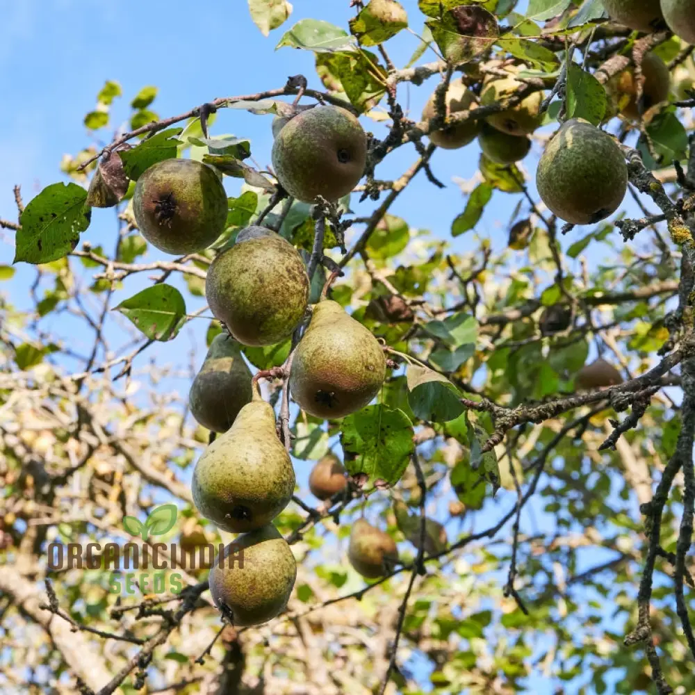 Aegle Marmelos Seeds, Grow Your Own Sacred Bael Tree in Your Garden
