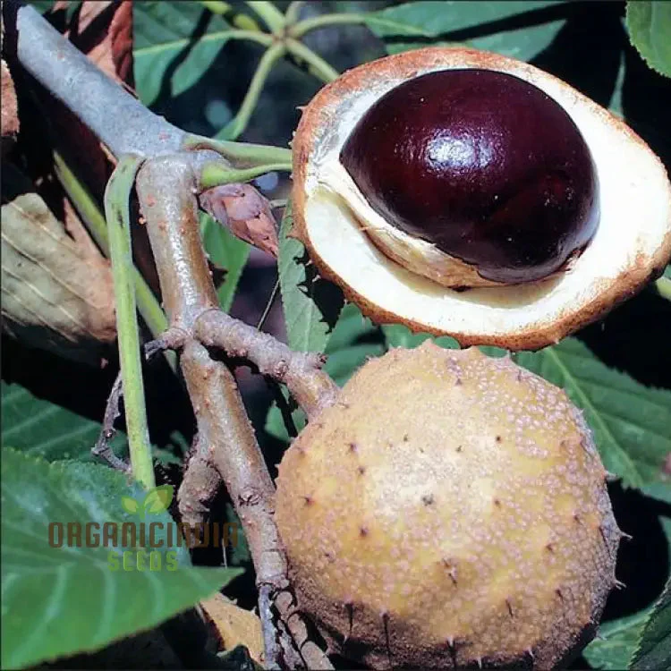 Aesculus Glabra (Buckeye) Conker Seeds - Ideal for Planting and Gardening