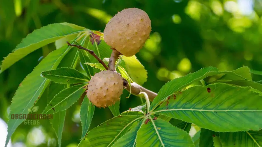 Aesculus Glabra (Buckeye) Conker Seeds - Ideal for Planting and Gardening - Image 3