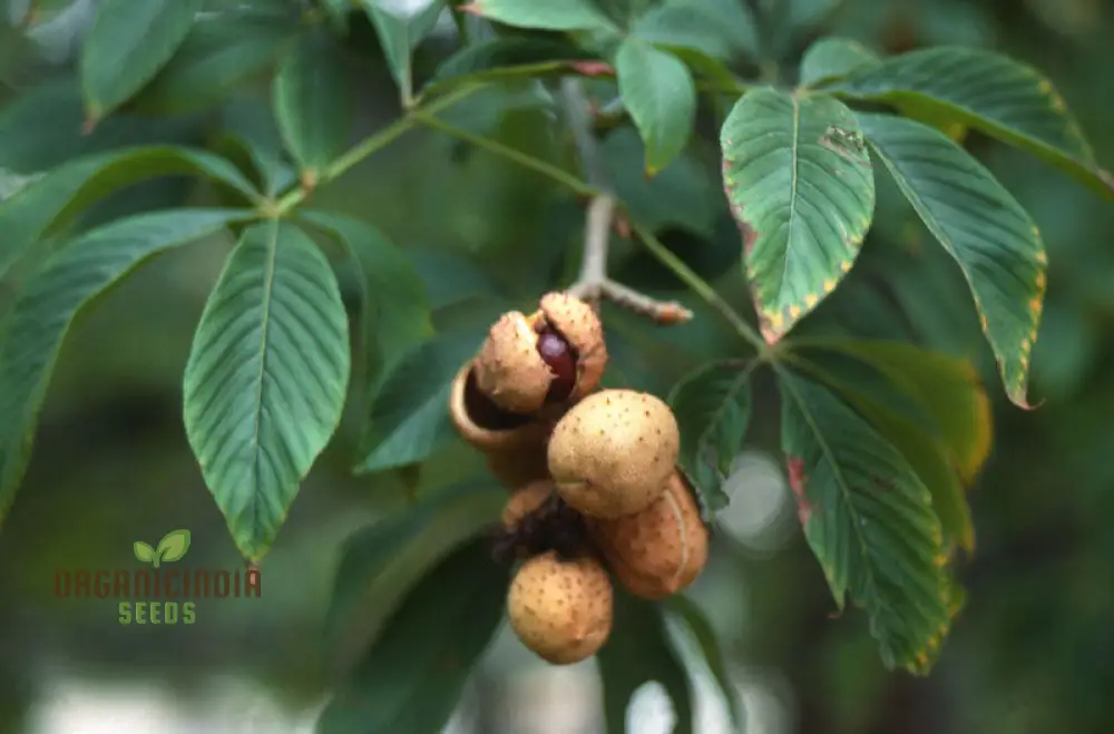 Aesculus Glabra (Buckeye) Conker Seeds - Ideal for Planting and Gardening - Image 4
