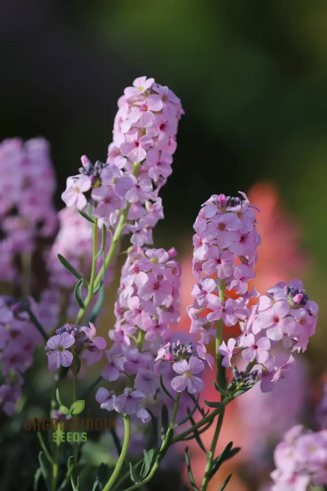 Aethionema Grandiflorum Seeds - Premium Flower Seeds for Beautiful Garden Blooms