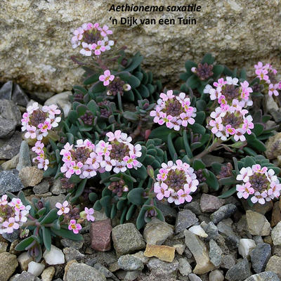 Aethionema Saxatile Seeds – Premium Rock Cress Variety for Charming Garden Beauty - Image 5