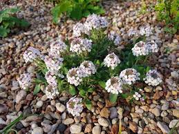 Aethionema Saxatile Seeds – Premium Rock Cress Variety for Charming Garden Beauty - Image 6