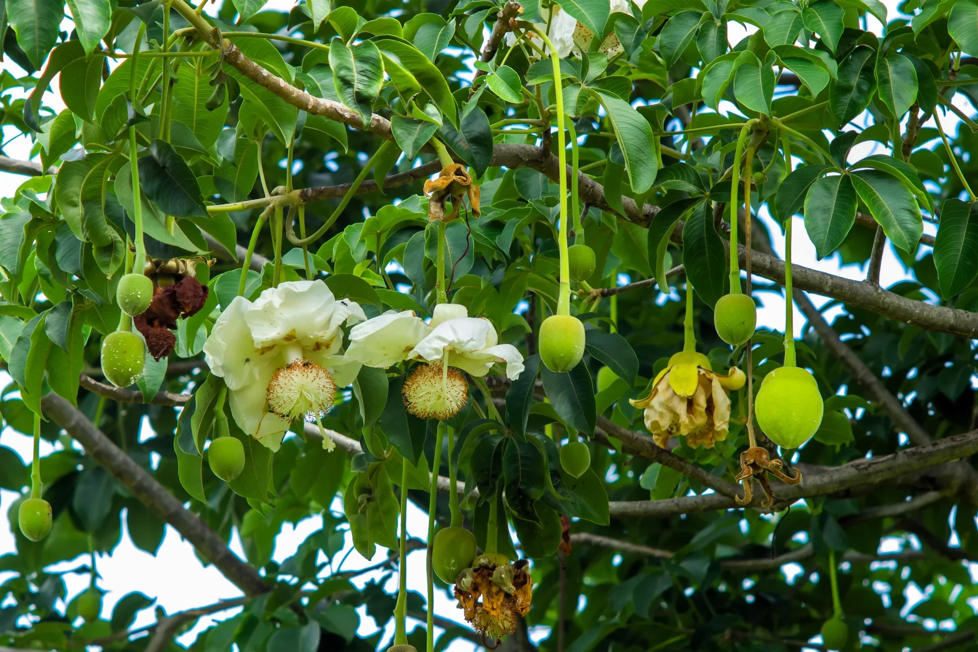 African Baobab Tree Seeds - Image 5