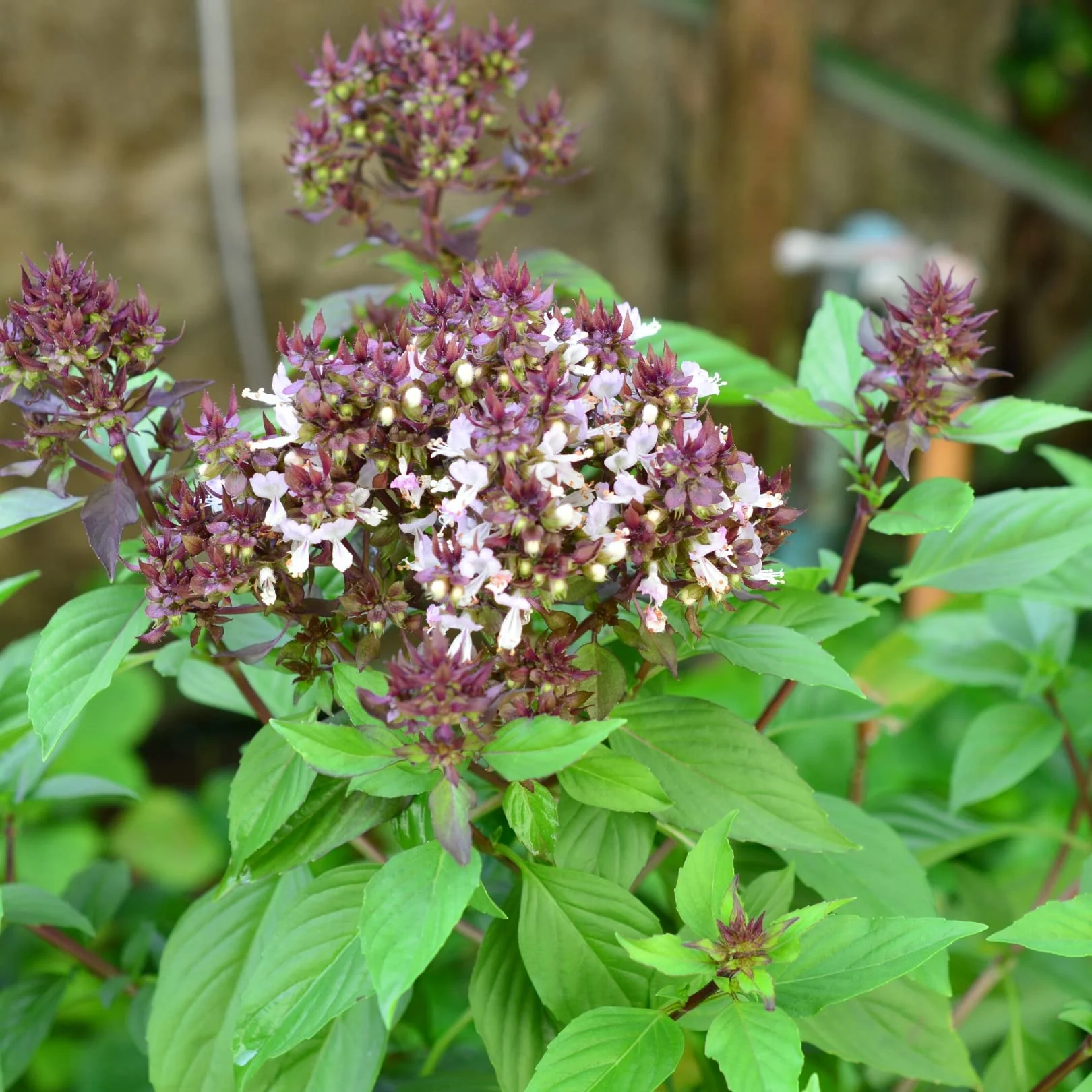 African Blue Basil Seeds for Planting – Aromatic Herb, Pollinator-Friendly, Non-GMO, Fast-Growing Culinary & Ornamental Basil