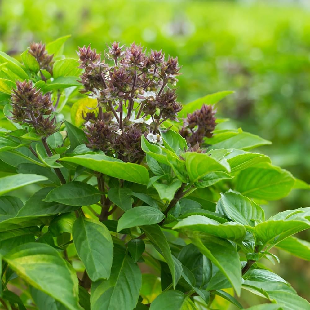 African Blue Basil Seeds for Planting – Aromatic Herb, Pollinator-Friendly, Non-GMO, Fast-Growing Culinary & Ornamental Basil - Image 2