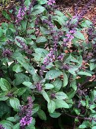 African Blue Basil Seeds for Planting – Aromatic Herb, Pollinator-Friendly, Non-GMO, Fast-Growing Culinary & Ornamental Basil - Image 3