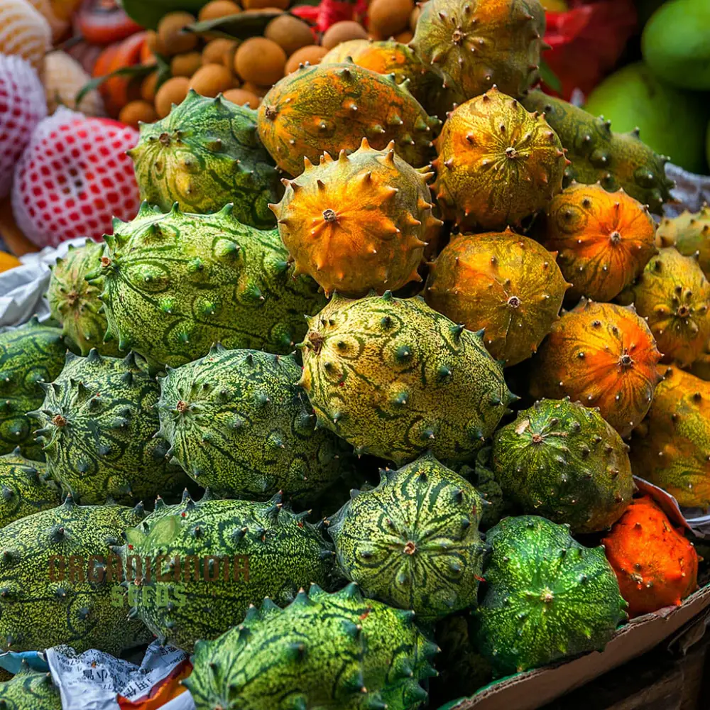 African Horned Cucumber Seeds for Planting and Gardening - Organic Seeds - Image 3