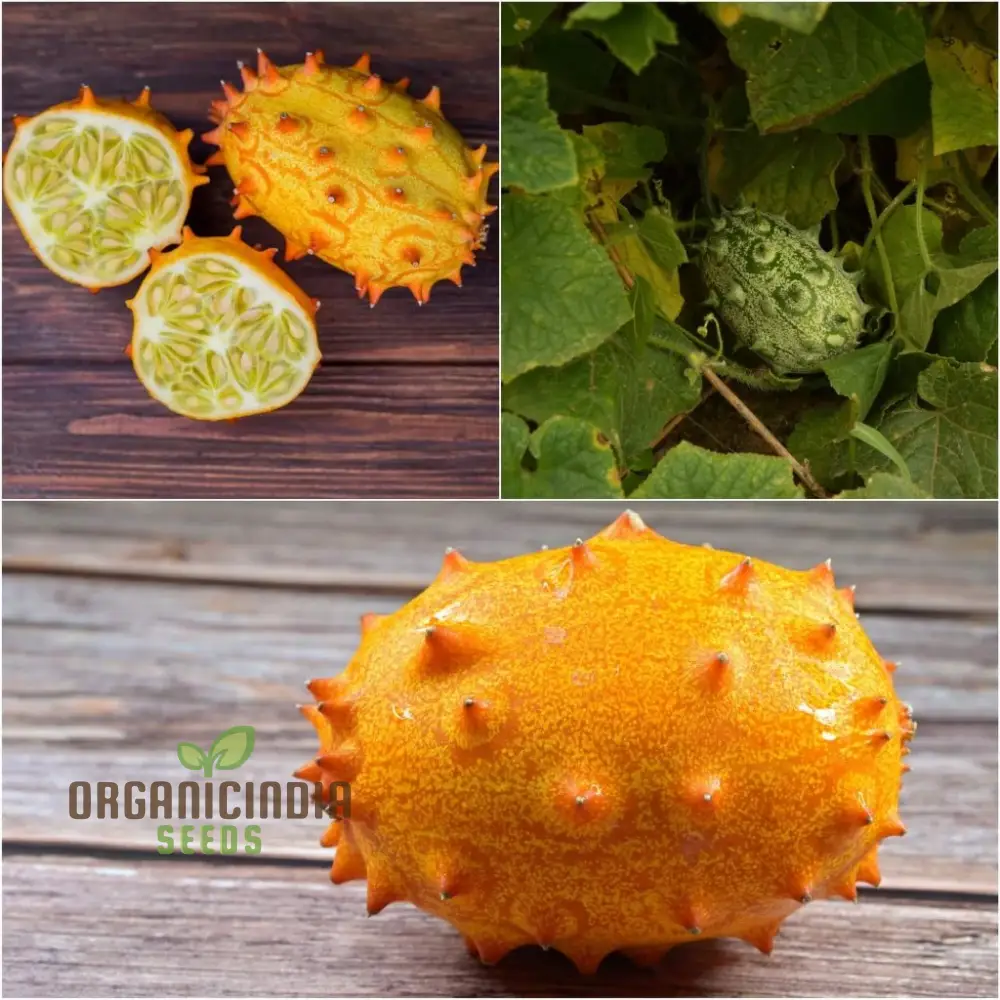 African Horned Cucumber Seeds for Planting and Gardening - Organic Seeds - Image 4