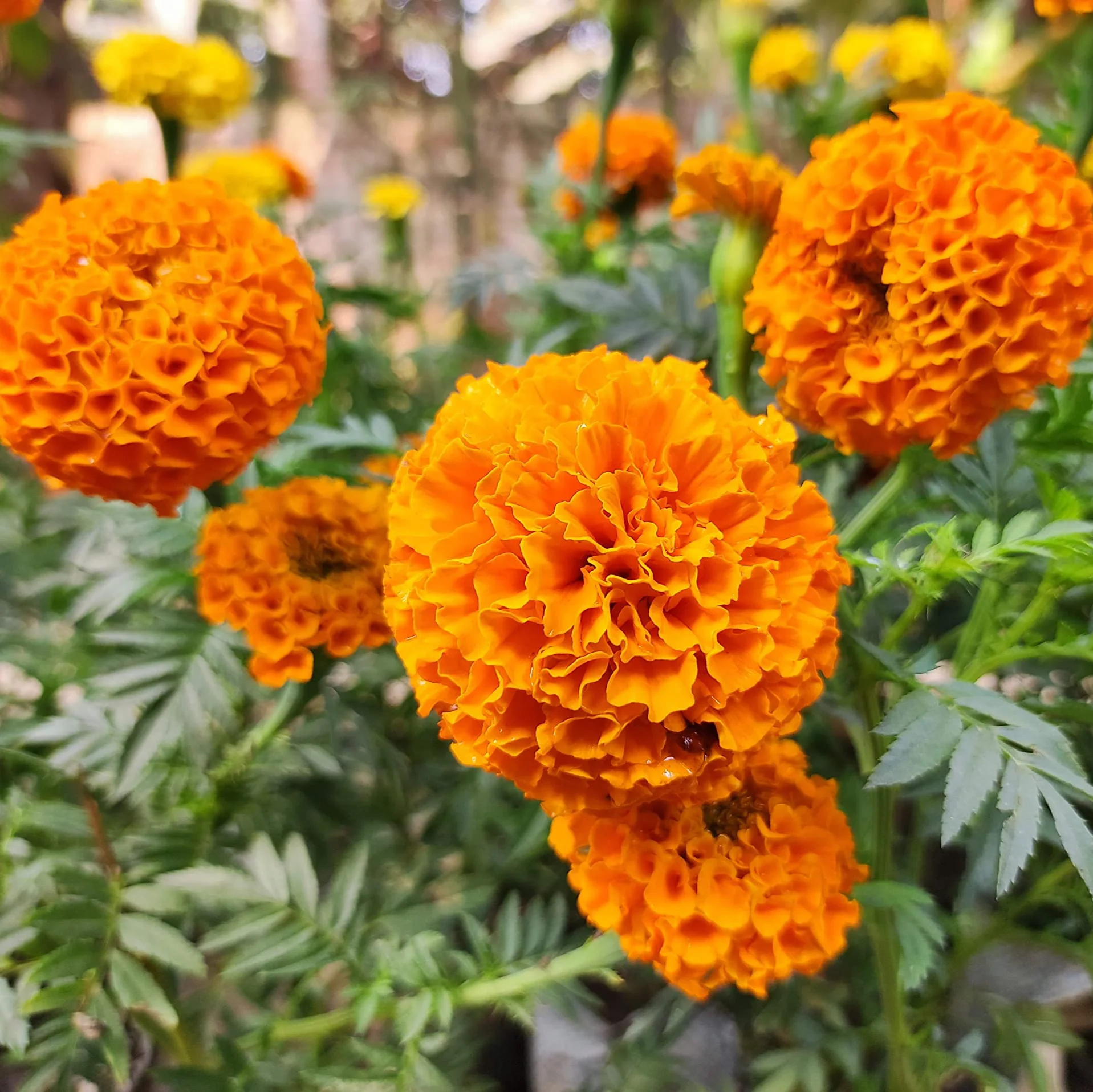 African Marigold Seeds – Tagetes Erecta with Large Vibrant Blooms for Garden Planting