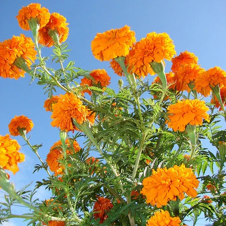 African Marigold Seeds – Tagetes Erecta with Large Vibrant Blooms for Garden Planting - Image 3
