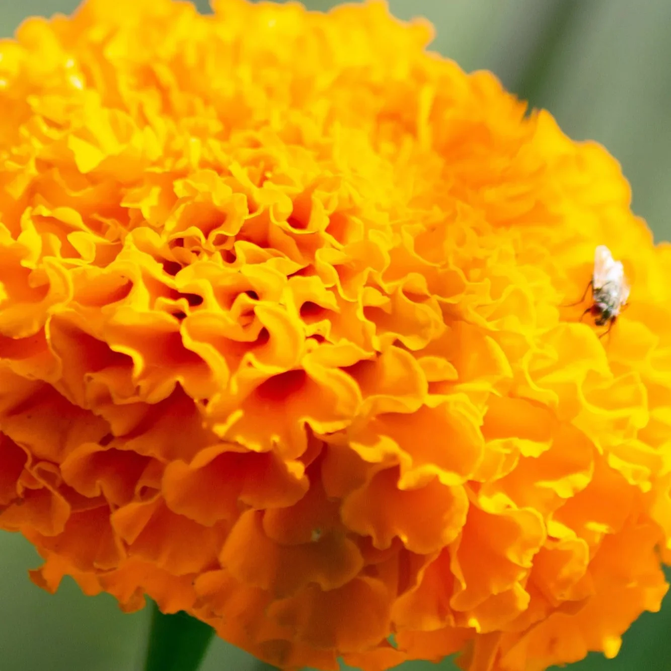 African Marigold Seeds – Tagetes Erecta with Large Vibrant Blooms for Garden Planting - Image 4